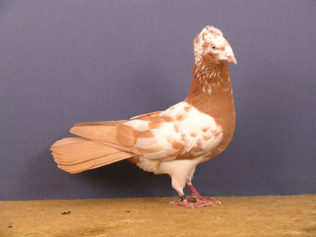 HSS Köln 2007